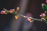 柠条花(了解柠条花及其美丽盛开之谜)