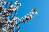 桃花韵(桃花韵：春天必去的赏花胜地)